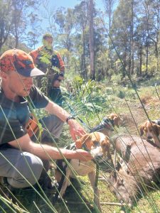 Read more about the article Victorian Hound Hunting: A Critical Tool in Sambar Deer Management